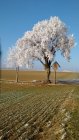 Winterimpressionen<br><small>Rolf Steichele</smalll>